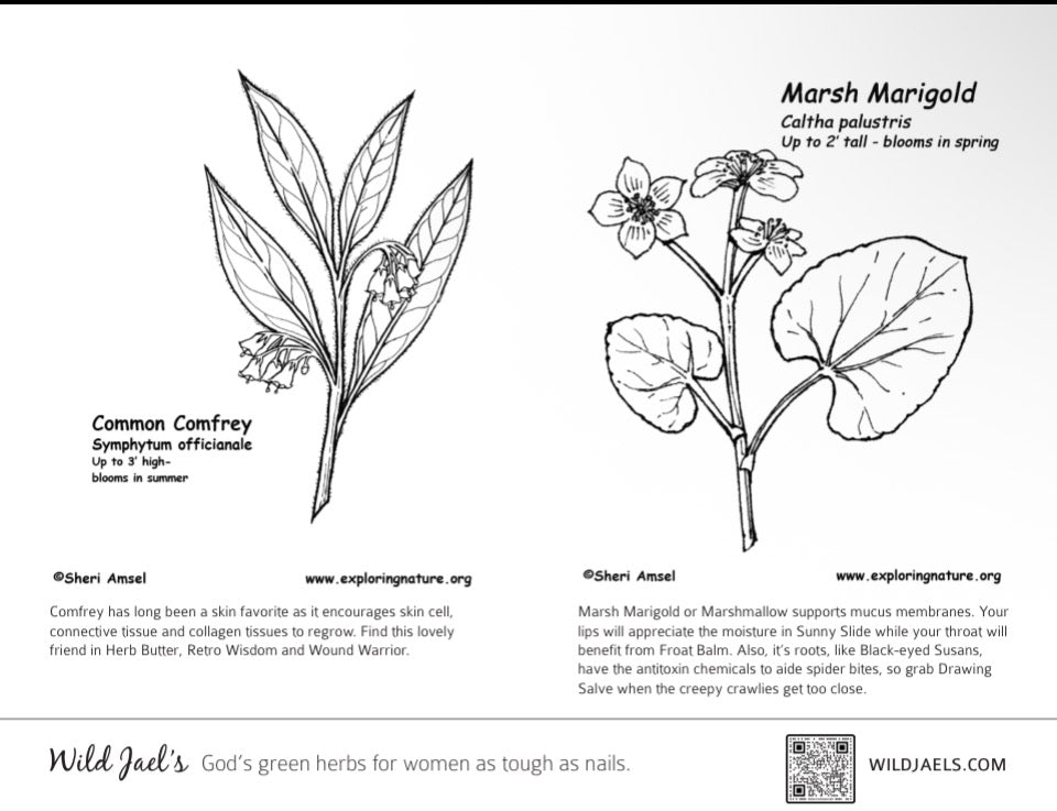 Wildflower Coloring Pages